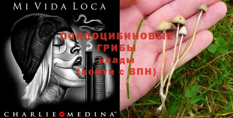 Галлюциногенные грибы Magic Shrooms  Баймак 